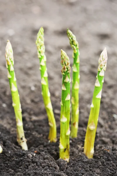 Organic farming asparagus — Stock Photo, Image