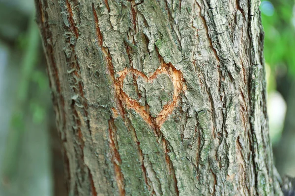 Corazón tallado en árbol — Foto de Stock