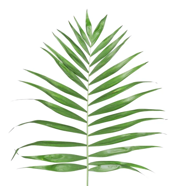 Krásný Palmový list — Stock fotografie