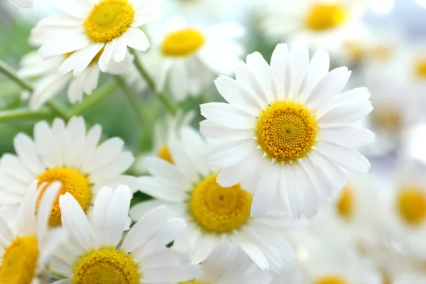 Schöner Strauß Gänseblümchen — Stockfoto