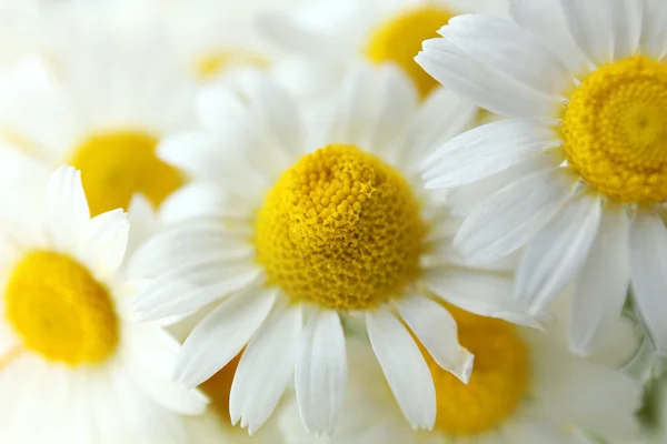 Beautiful bouquet of daisies — Stock Photo, Image