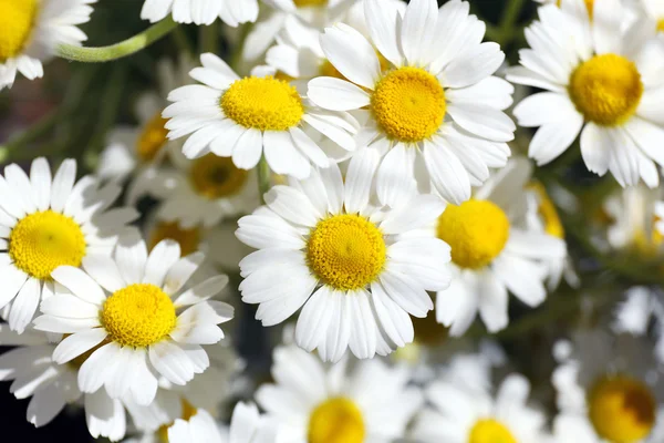 Beautiful bouquet of daisies — Stock Photo, Image