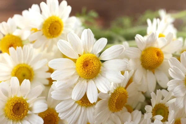 Beau bouquet de marguerites — Photo