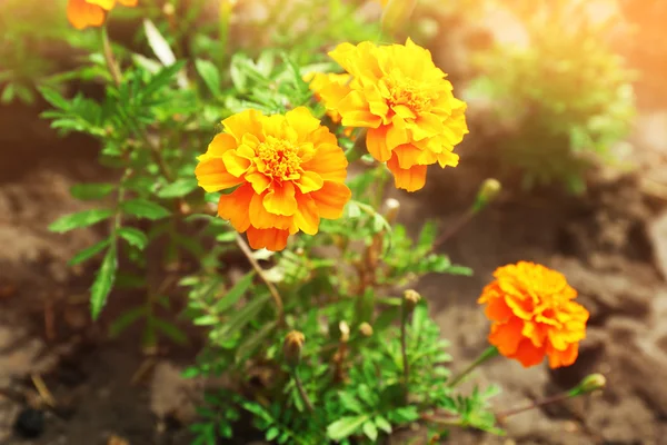 Bright marigold flowers — Stock Photo, Image