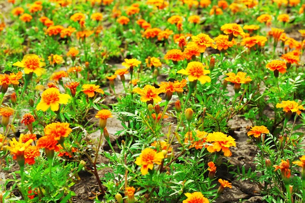 Bright marigold flowers — Stock Photo, Image