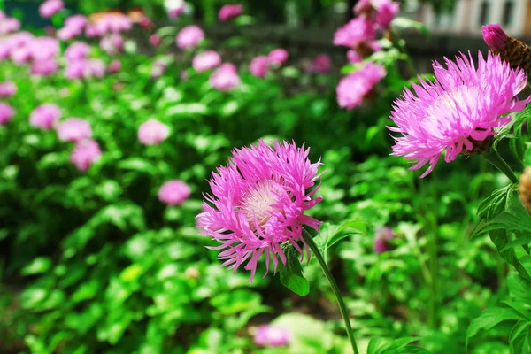 Bloemen op flowerbed — Stockfoto