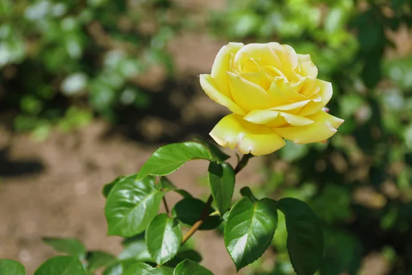 Rose on green bush in garden — Stock Photo, Image