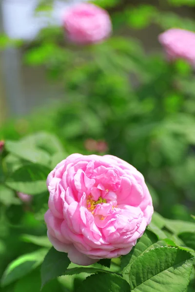 Rose on green bush in garden — Stock Photo, Image