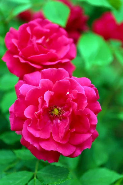 Rosas no arbusto verde no jardim — Fotografia de Stock