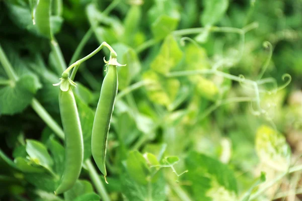 ブッシュの若いエンドウ豆 — ストック写真