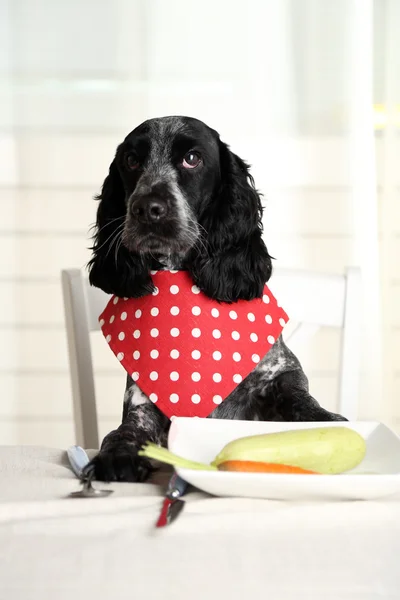 Pies patrząc na talerz warzywa świeże — Zdjęcie stockowe