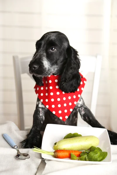 Hond kijken naar plaat van verse groenten — Stockfoto