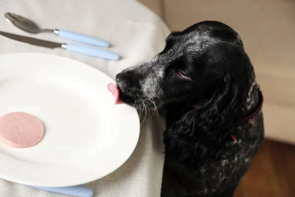 Perro mirando plato de salchicha en rodajas — Foto de Stock