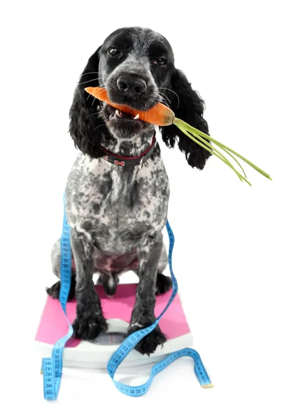 Dog with carrot on scale — Stock Photo, Image
