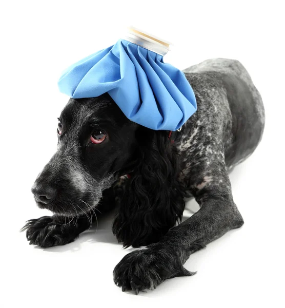 氷の袋と病気の犬 — ストック写真