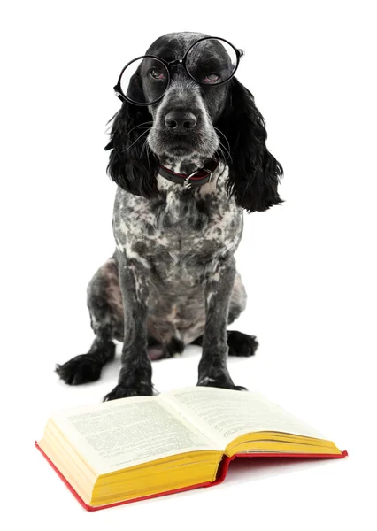 Russischer Spaniel mit Buch und Brille — Stockfoto