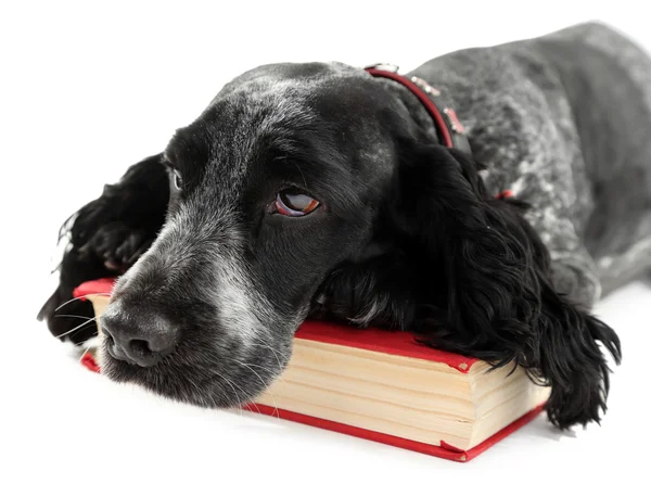 Russian spaniel with book — Stock Photo, Image