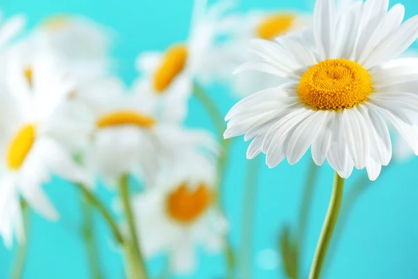 Schöne Kamillenblüten — Stockfoto