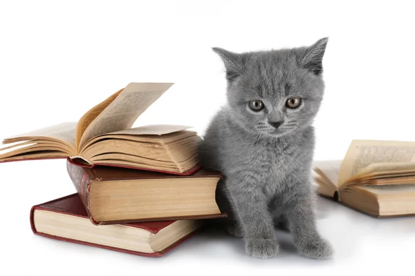 Chaton gris mignon avec pile de livres — Photo