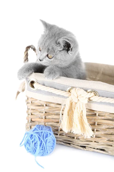 Котенок в плетеной корзине рядом с палочкой ниток — стоковое фото