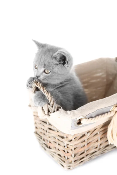 Милый серый котенок в плетеной корзине — стоковое фото