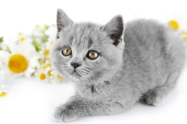 Cute gray kitten with chamomiles — Stock Photo, Image