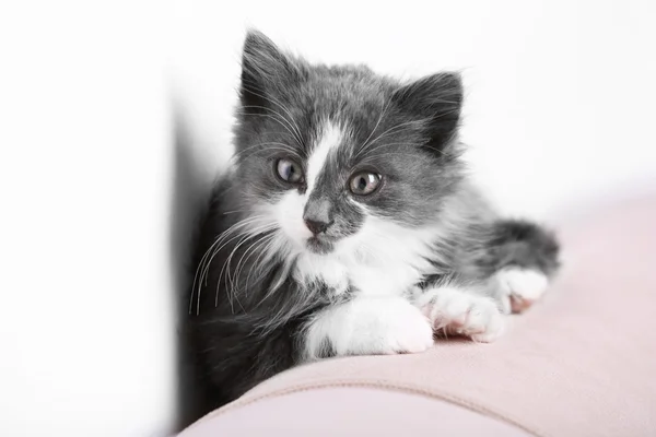 Mignon chaton gris sur canapé — Photo