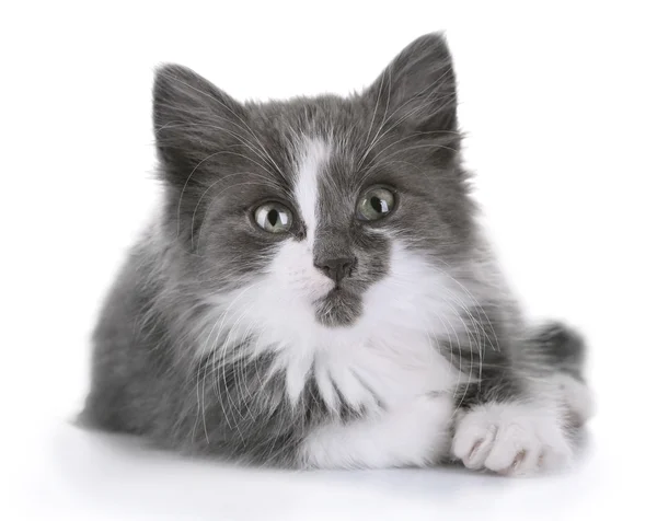 Grå kattunge isolerad på vit — Stockfoto