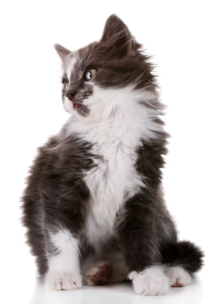 회색 고양이 흰색 절연 — 스톡 사진