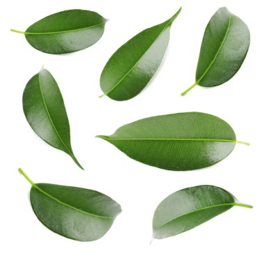 yeşil yapraklar beyaz üzerinde izole