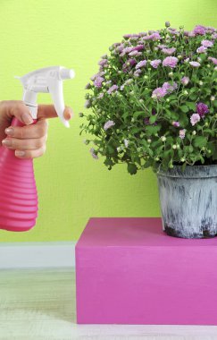 kadın el püskürtücü ve çiçek yeşil duvar arka plan üzerinde