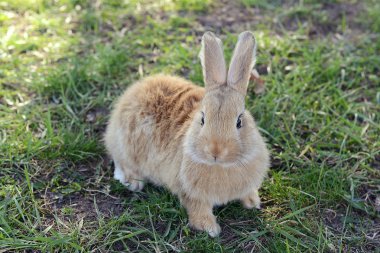 küçük tavşan çim yakın çekim
