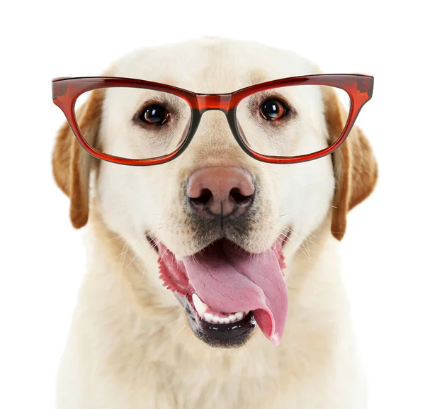 Ładny pies z okularów na białym tle — Zdjęcie stockowe