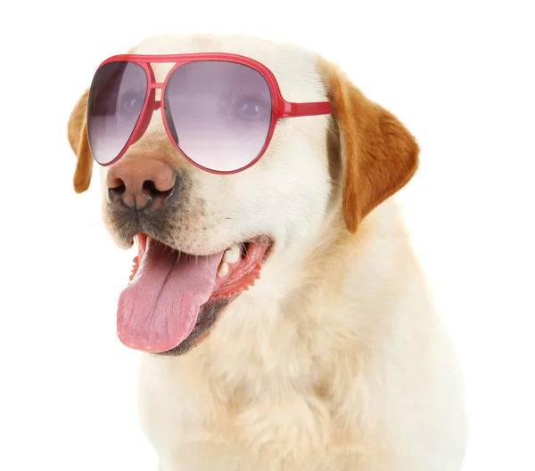 Leuke hond met zonnebril geïsoleerd op wit — Stockfoto