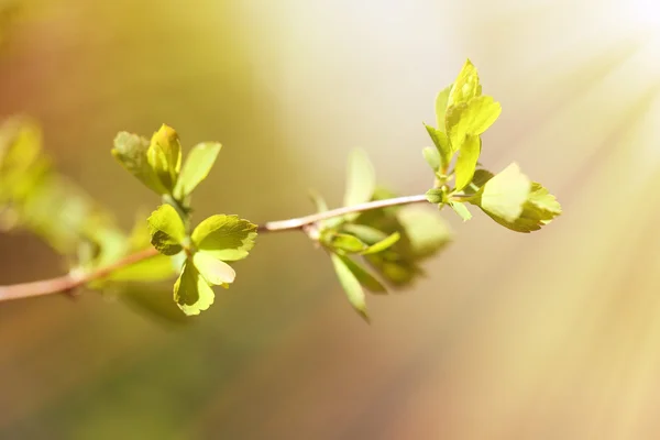 Frische Frühlingsblätter am Zweig, Nahaufnahme — Stockfoto