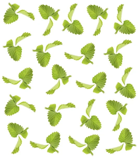 Liście truskawek, na białym tle — Zdjęcie stockowe
