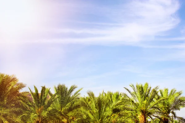 Palmeras sobre fondo azul del cielo —  Fotos de Stock