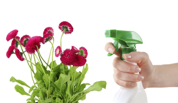 Female hand with sprayer and flowers isolated on white — Stock Photo, Image