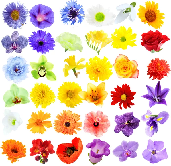 Piękne kwiaty kolaż — Zdjęcie stockowe