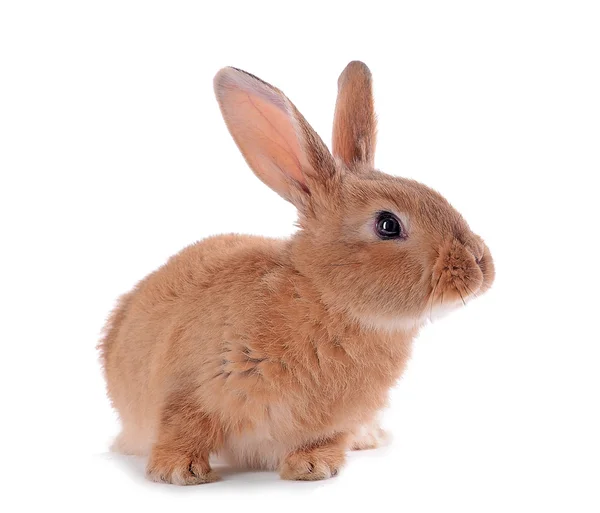 Kleines Kaninchen isoliert auf weiß — Stockfoto