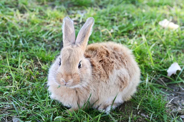 Malý králík v trávě, detail — Stock fotografie