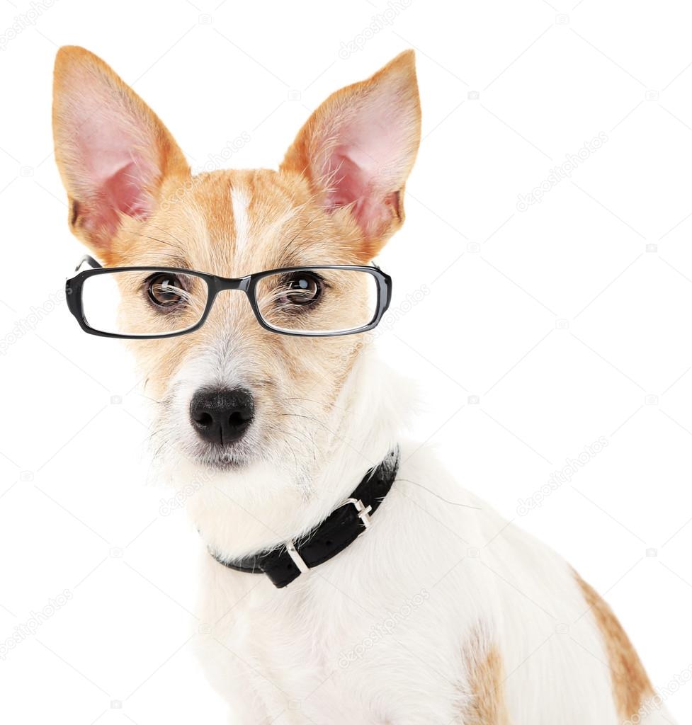 Cute dog with eyeglasses isolated on white