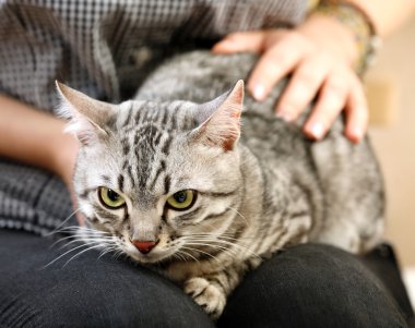 şirin kedi tutan kadın yakın çekim