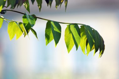 taze bahar şube yapraklarda