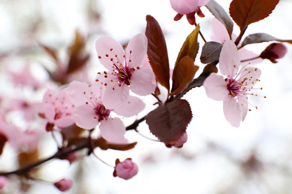 Ανθισμένα κλαδιά δέντρου με ροζ λουλούδια άνοιξη σε κοντινό πλάνο — Φωτογραφία Αρχείου