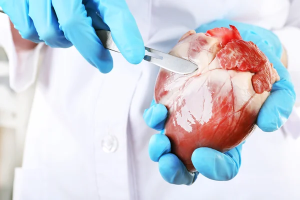 Лікар тримає орган серця і скальпель крупним планом — стокове фото