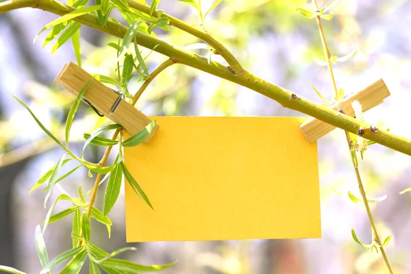 Carta bianca appesa all'albero all'aperto — Foto Stock