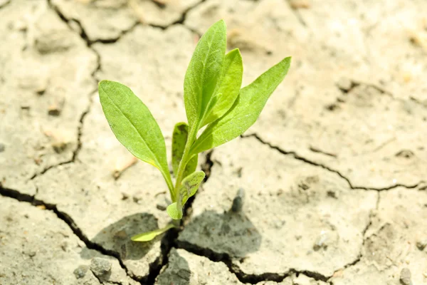Weinig sprout groeit door droge grond — Stockfoto