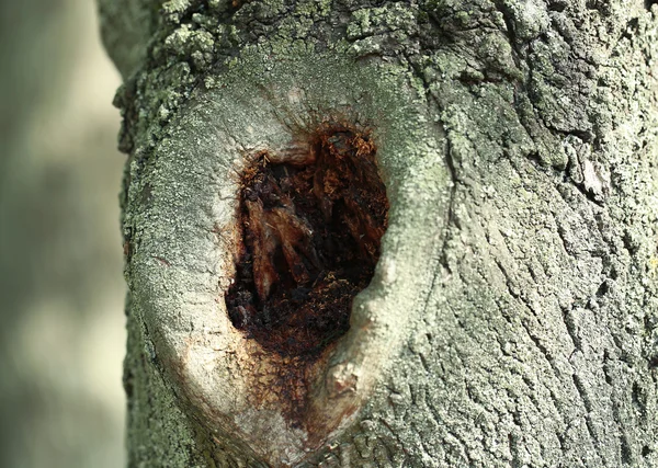Árvore oca close-up — Fotografia de Stock