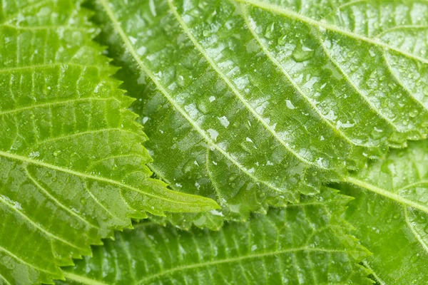 Beautiful green leaves with water drops close up — Stock Photo, Image